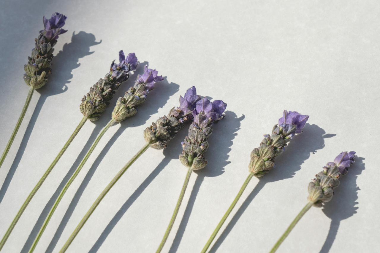 Ätherisches Bio Lavendelöl